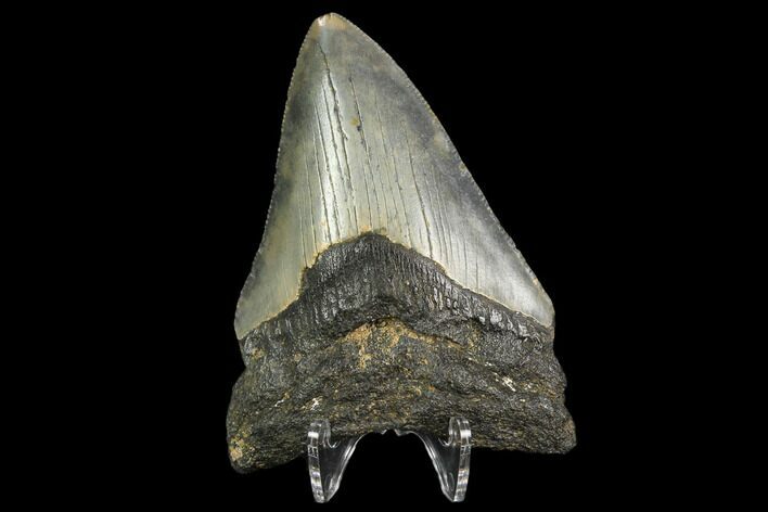 Fossil Megalodon Tooth - North Carolina #129979